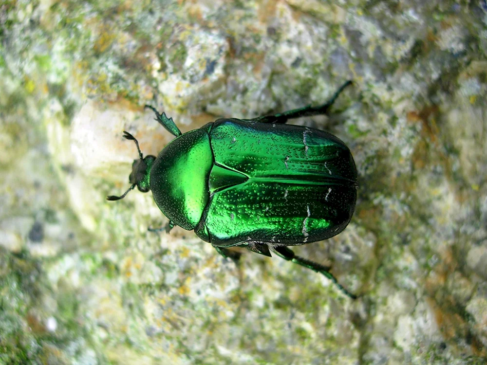 Grüner Gürteltierkäfer