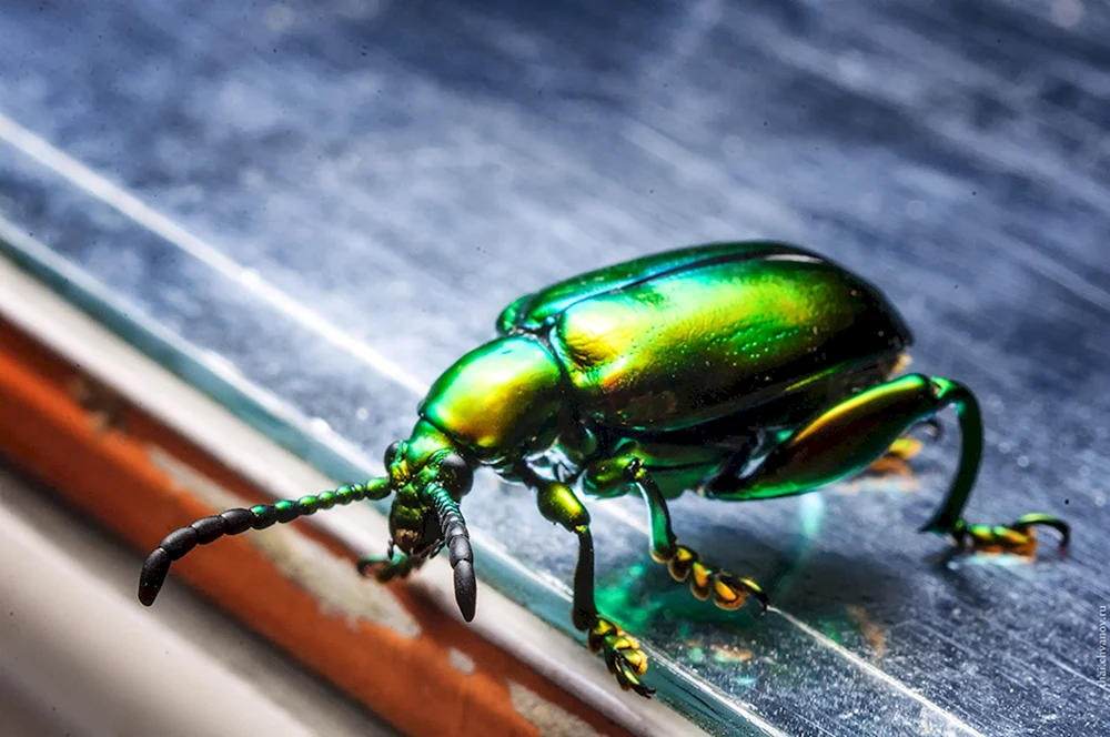Bronzekäfer Smaragdkäfer