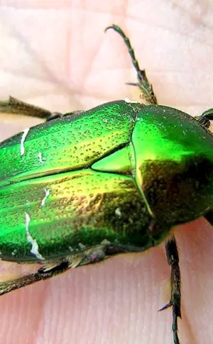 Gürteltierkäfer