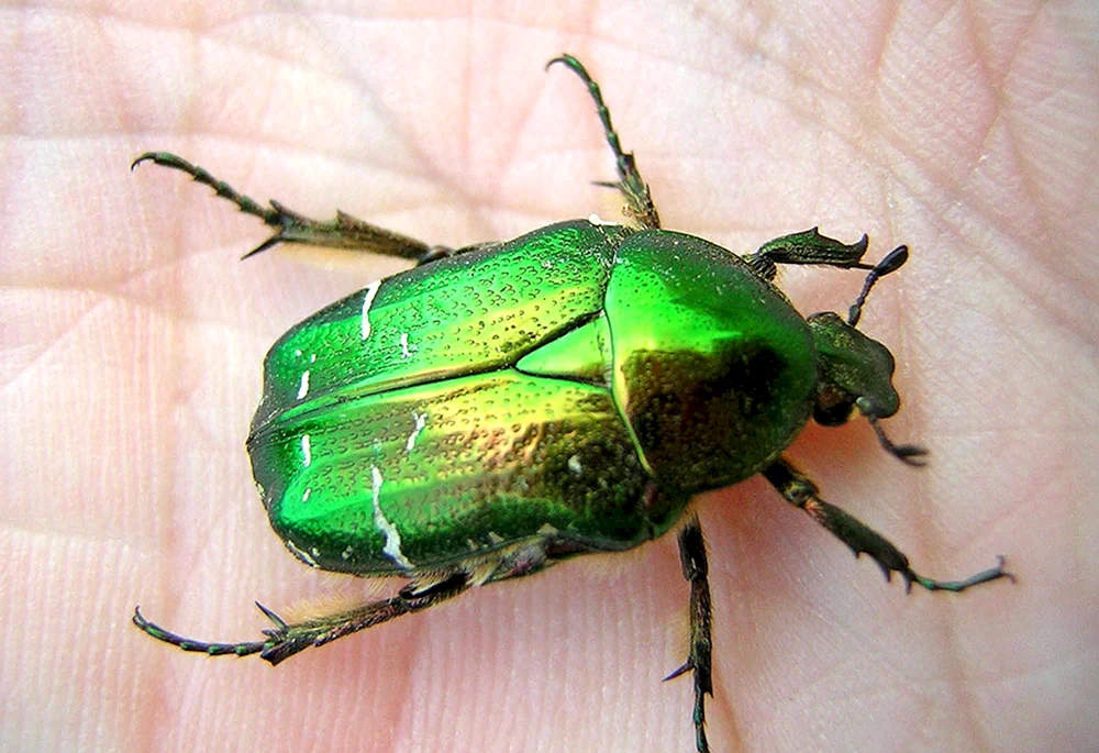 Gürteltierkäfer