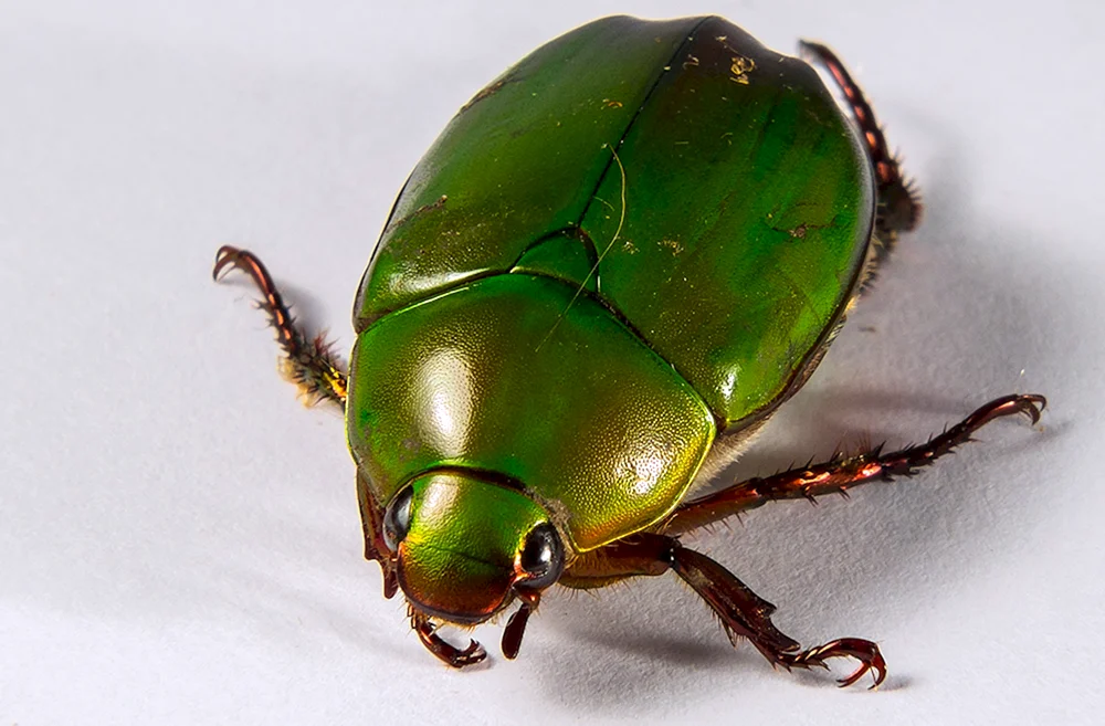 Bronzekäfer Marmorierter Bronzekäfer
