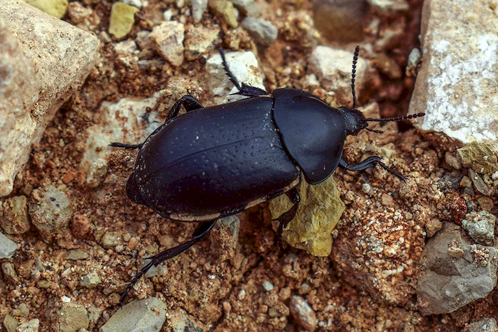 Schwarzer Käfer Schwarzer Käfer Schwarzer Käfer Schwarzer Käfer Schwarzer Käfer Mehlkäfer Schwarzer Käfer Mehlkäfer Schwarzer Käfer Staphyllinischer Geruchskäfer Schwarzer Käfer Francavillakäfer Schwarzer Blattkäfer Schwarzer Käfer Panderuskäfer Schwarzer Käfer Francavillakäfer Panderuskäfer Schwarzer Kiefernschnurrbart.