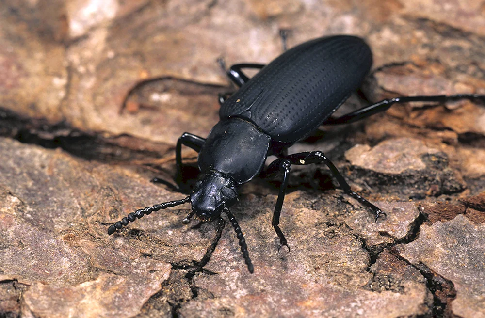 Schwarzes Krustentier