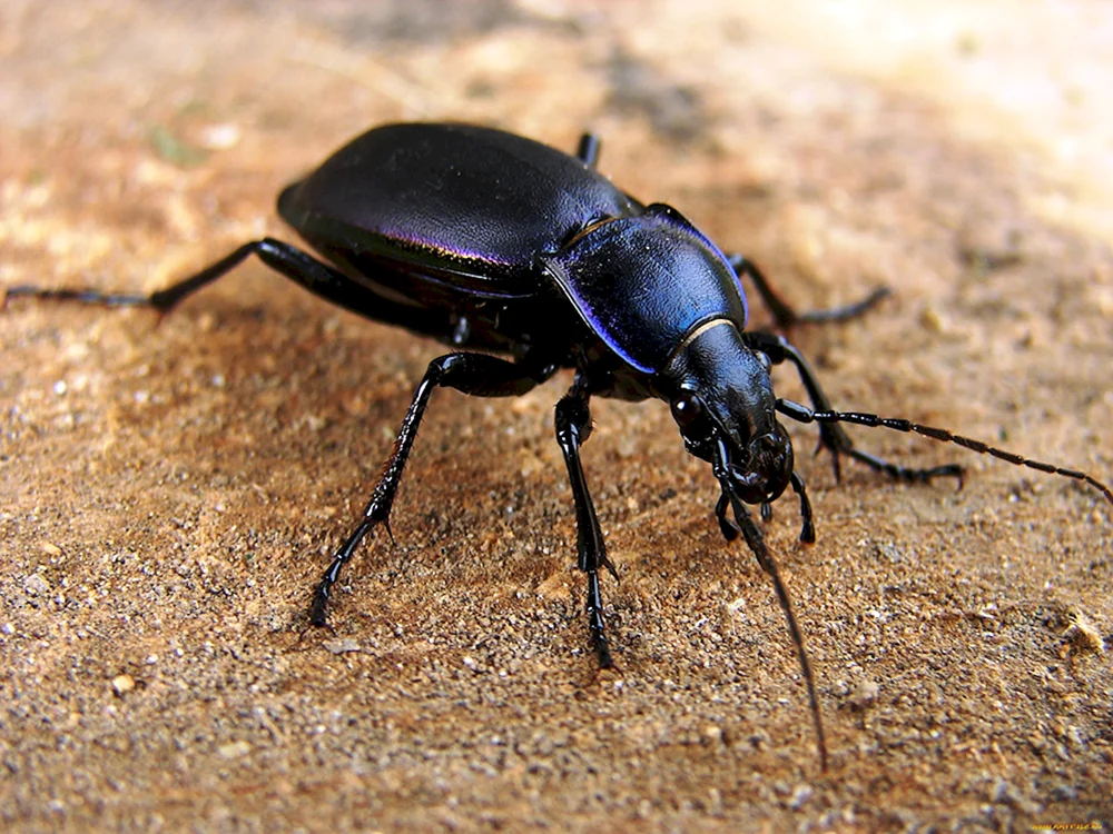 Schwarzer Käfer Steppe Schwarzer Käfer Crustacean