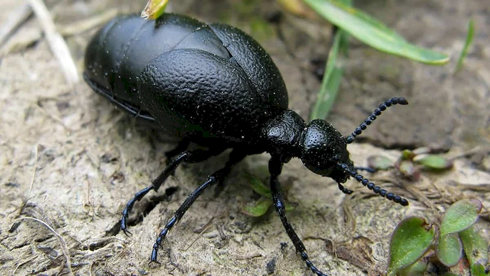 Schwarzer Blattkäfer