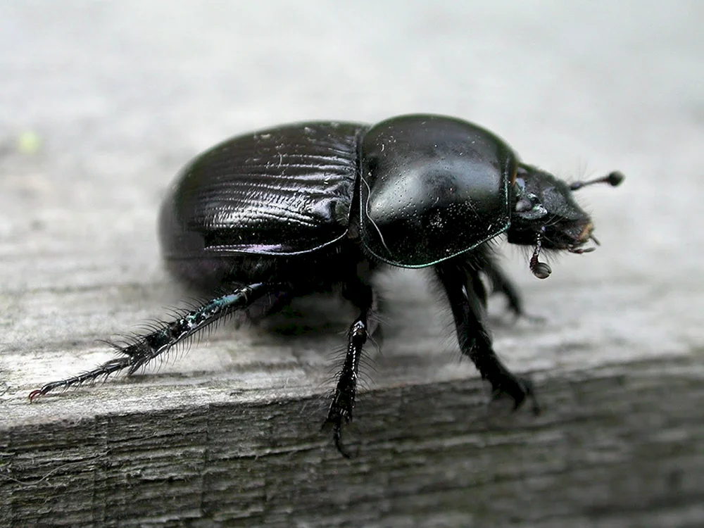 Schwarzer Käfer Francavilla