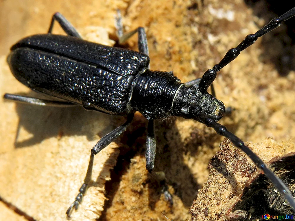 Schwarzer Käfer Francavillakäfer