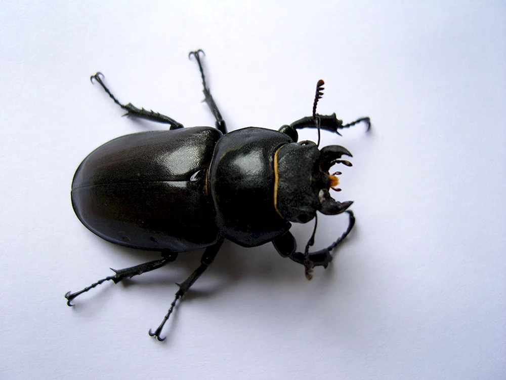 Schwarzer Steppenläufer Prionus coriarius