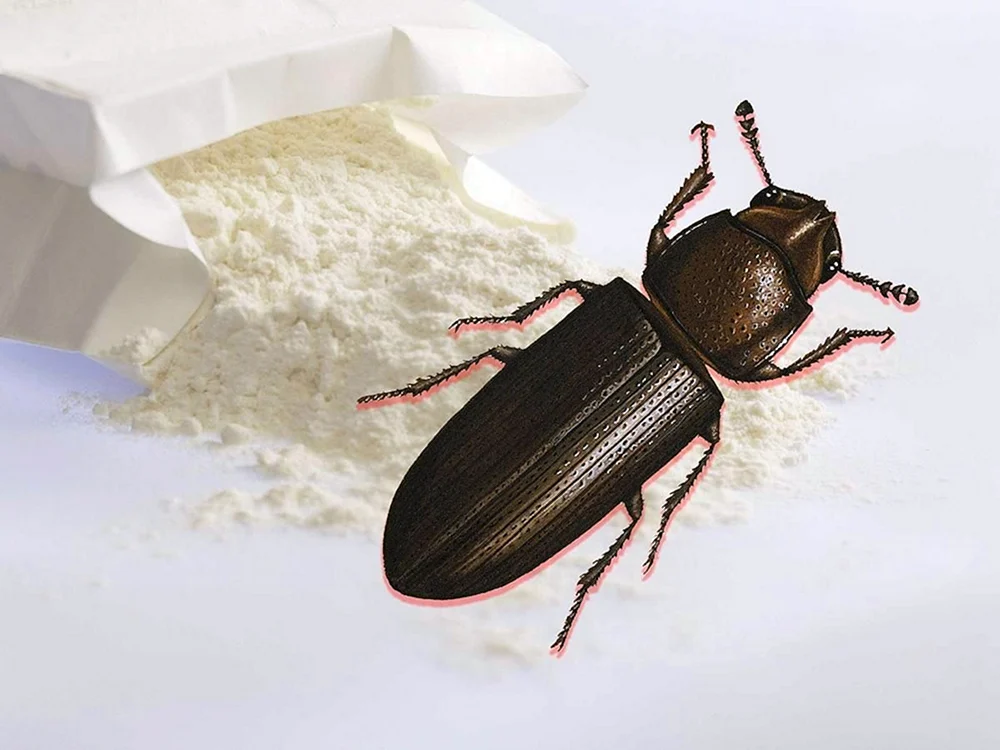 Schwarzer Marienkäfer