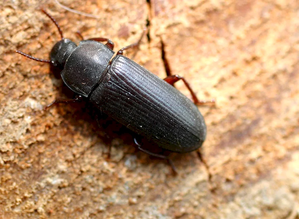 Roter Käfer