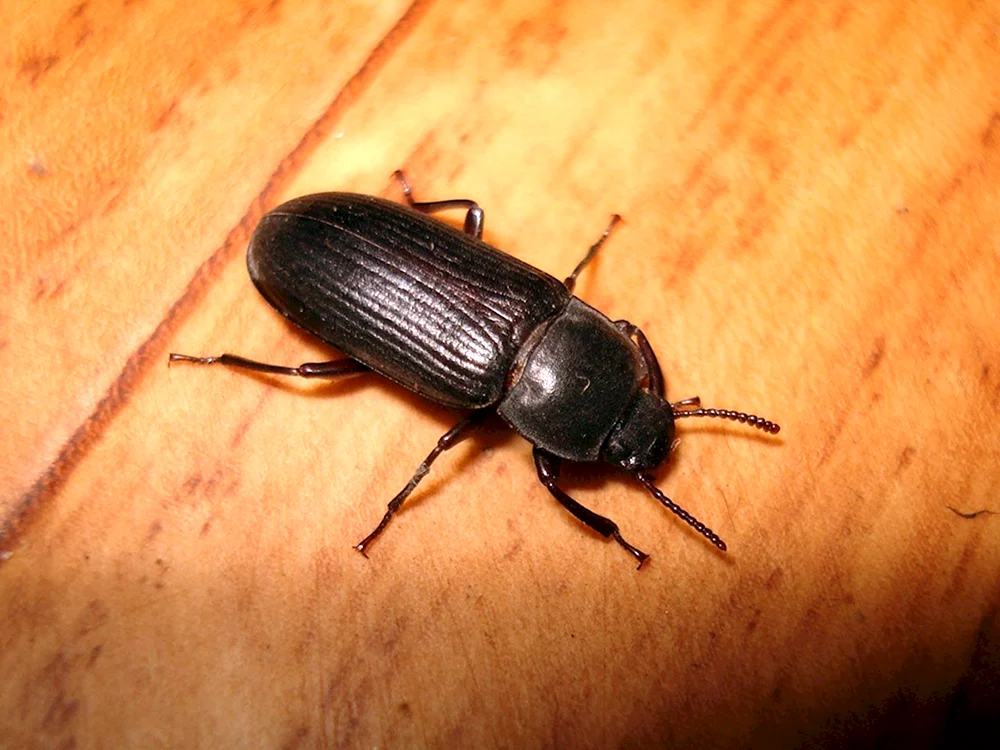 Schwarzkäfer