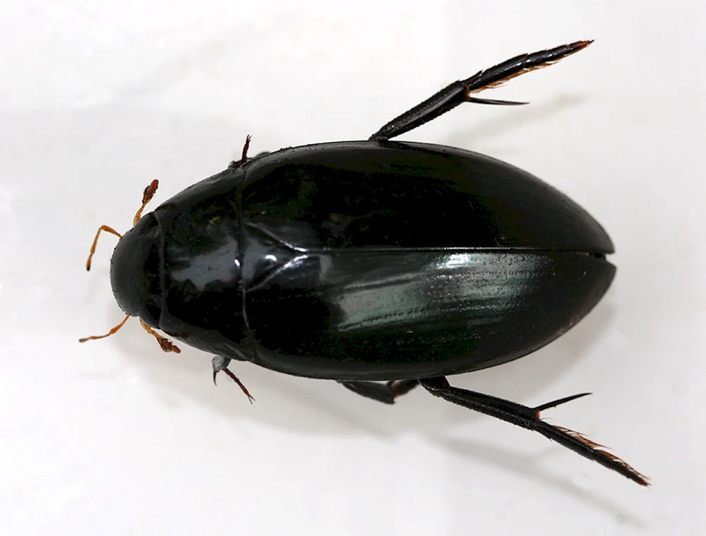 Schwarzer Käfer Nasekomus