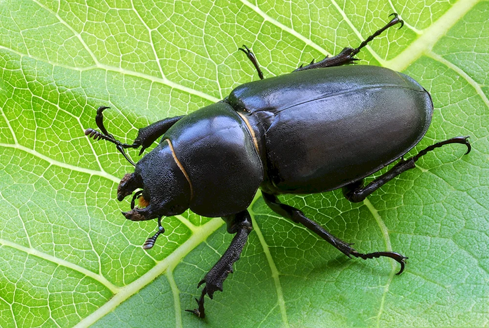 Schwarzer Steppenkäfer