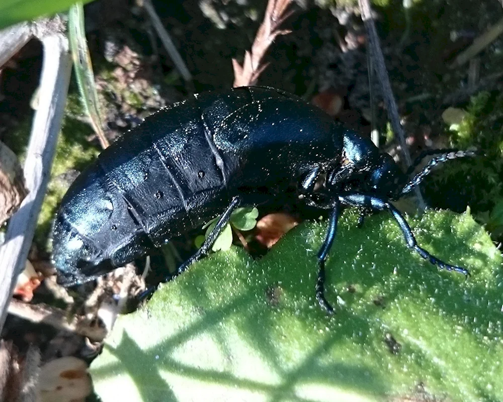 Schwarzer Seidenkäfer