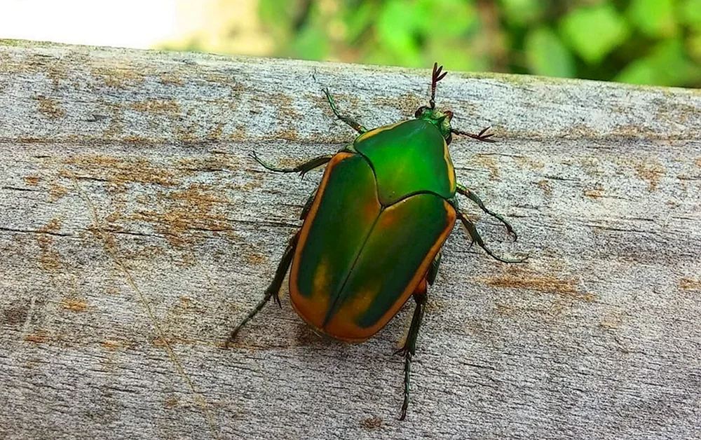 Blauer Käfer