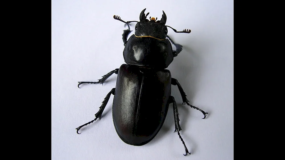 Schwarzer Käfer Crustacean