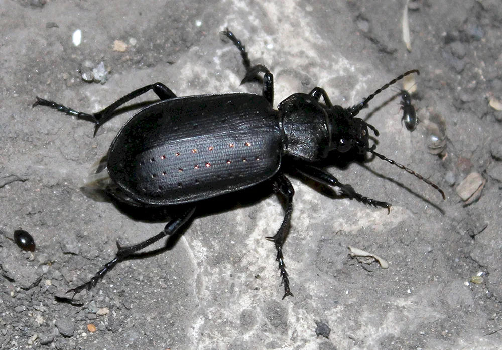Schwarzer Käfer Crustacean Schwarzer Kleinkäfer