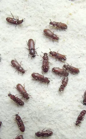 Marienkäfer