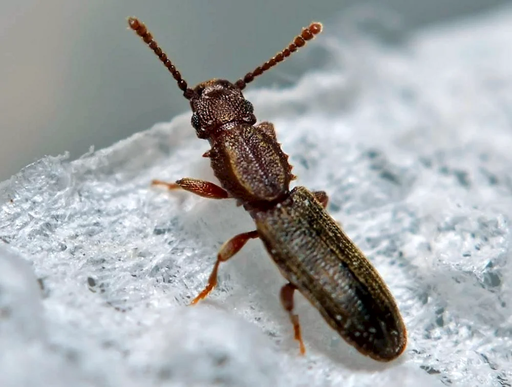 Schwarzer Marienkäfer