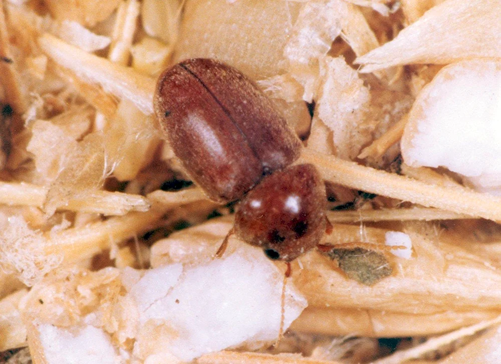 Fliegenkäferlarven