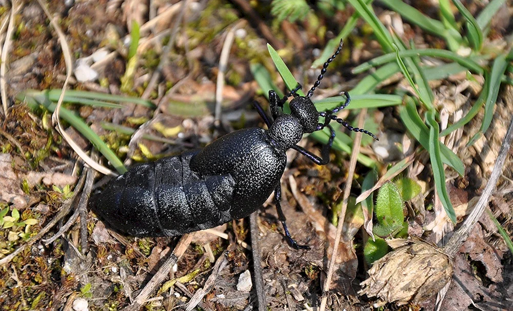 Schwarzer Blattkäfer