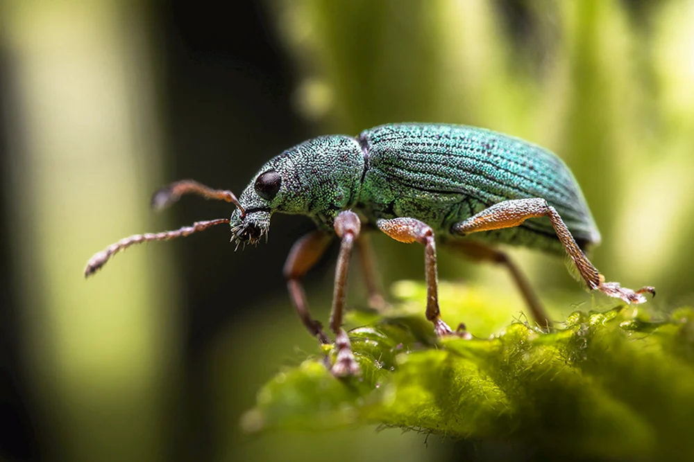 Bronzekäfer