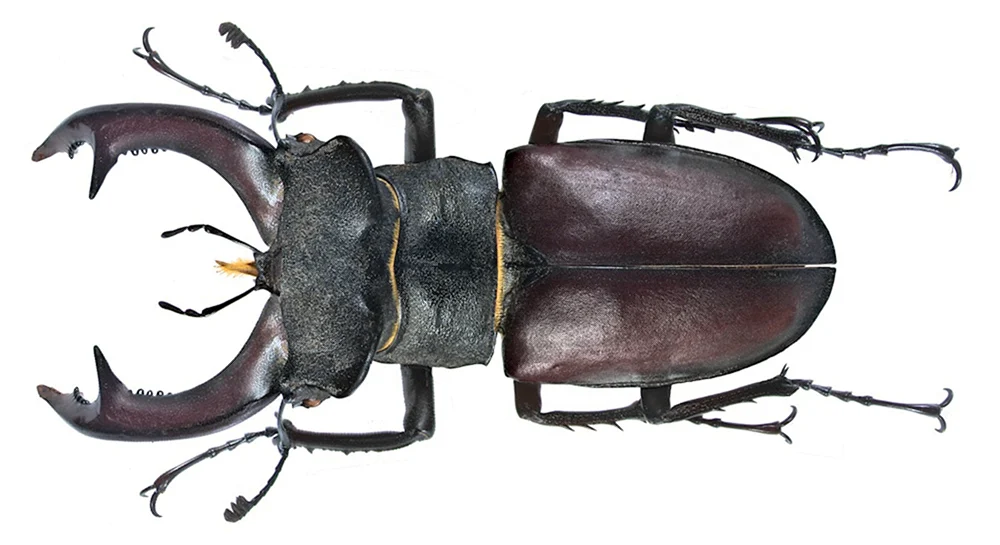 Nashornhirsch Lucanus Cervus