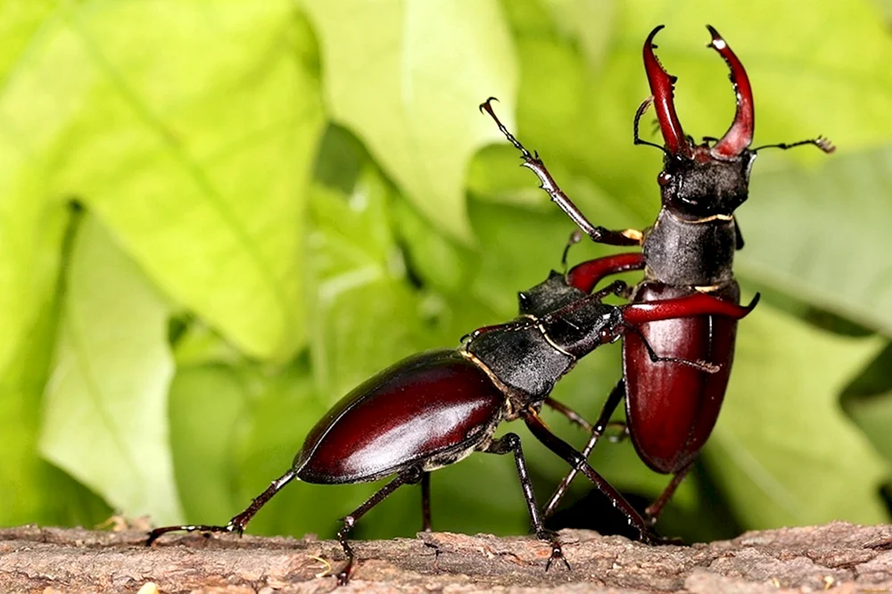 Käferhirsch Lucanus Cervus