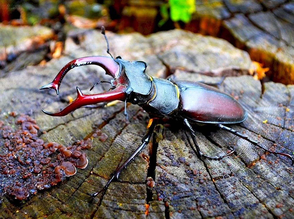 Nashornhirsch Lucanus Cervus