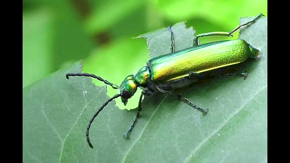 Bronzekäfer Formosky