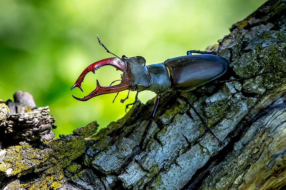 Nashornhirsch Lucanus Cervus