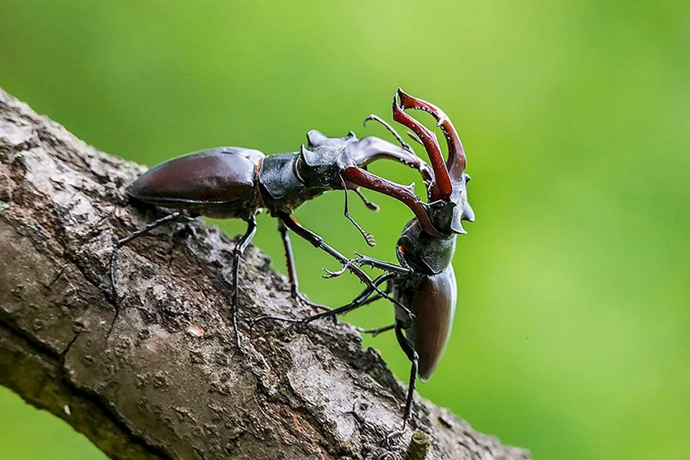 Nashornhirsch Lucanus Cervus