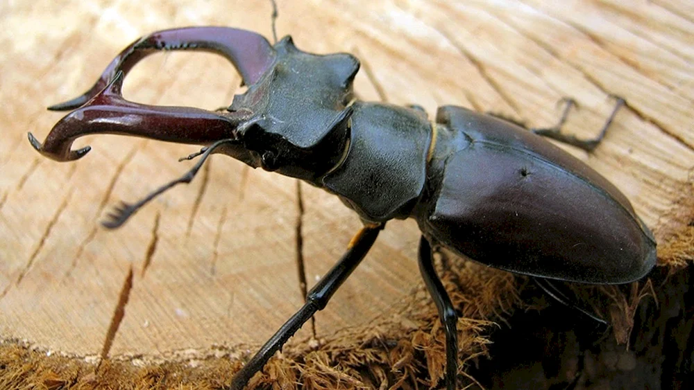 Nashornhirsch Lucanus Cervus