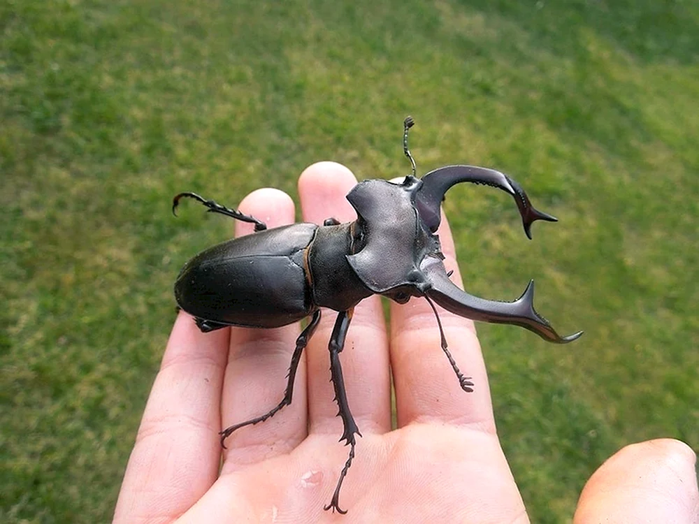 Nashornhirsch Lucanus Cervus