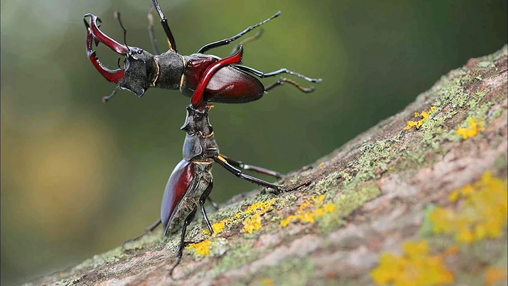 Hirsch Lucanus Cervus