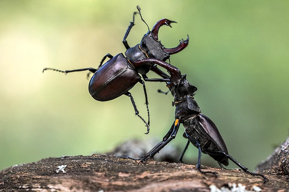 Hirsch Lucanus Cervus