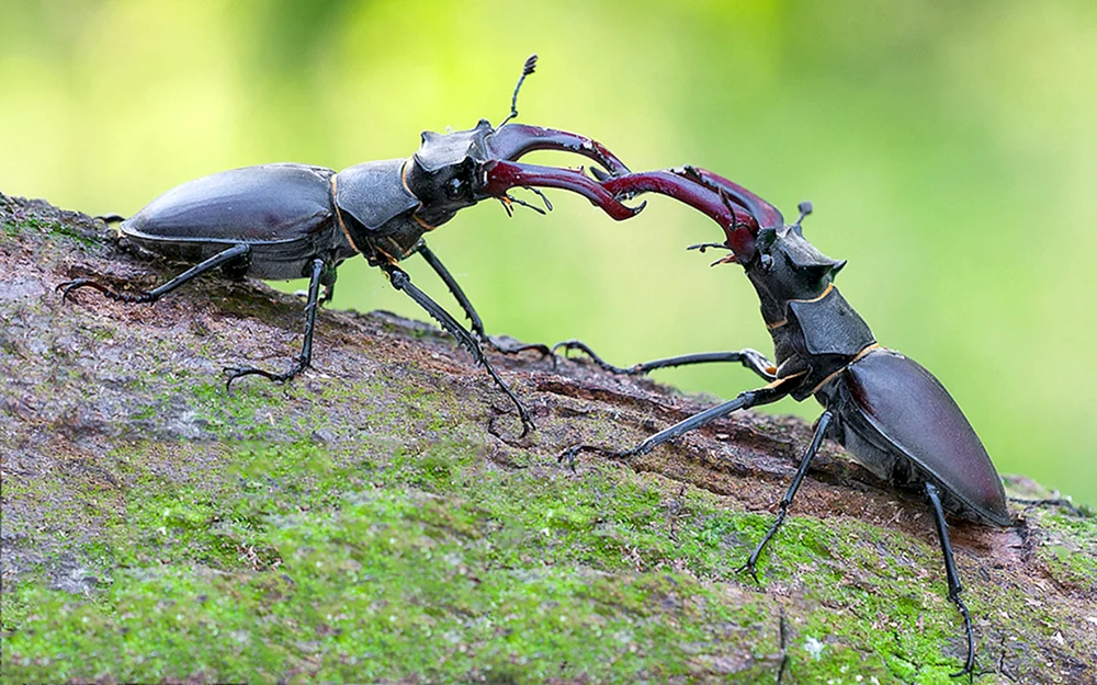 Nashornhirsch Lucanus Cervus