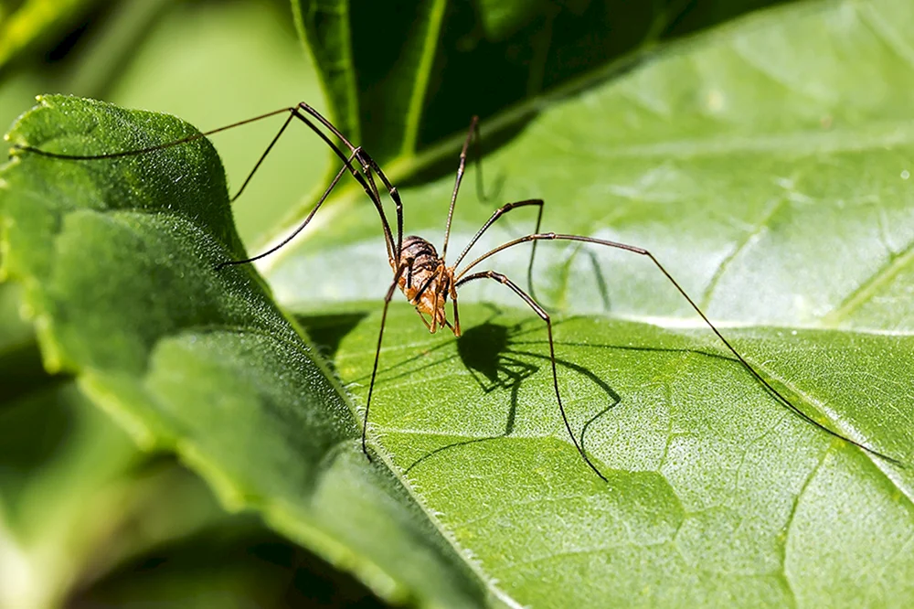 Spinne Spinnentiere
