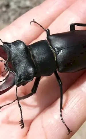 Käferhirsch Lucanus Cervus