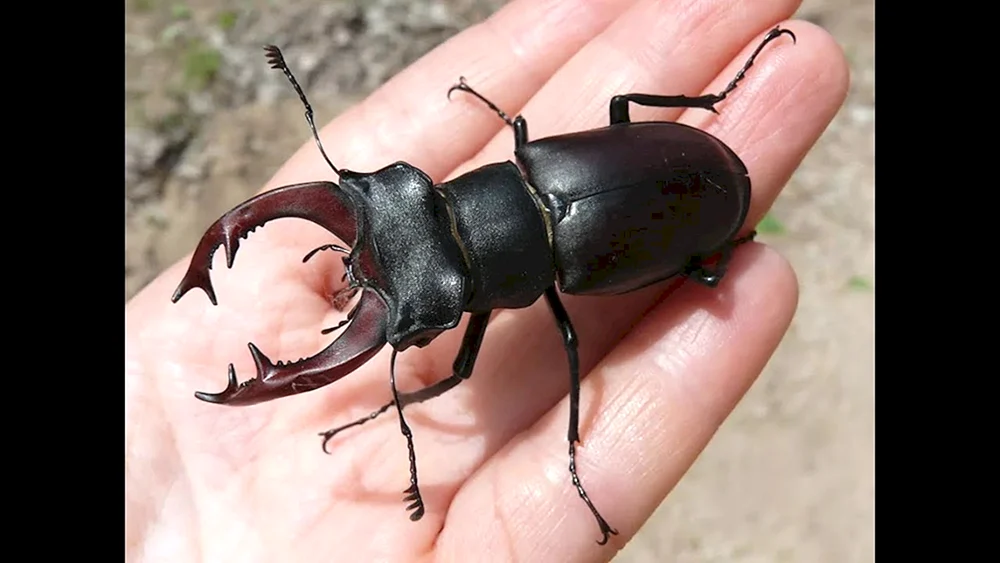 Käferhirsch Lucanus Cervus