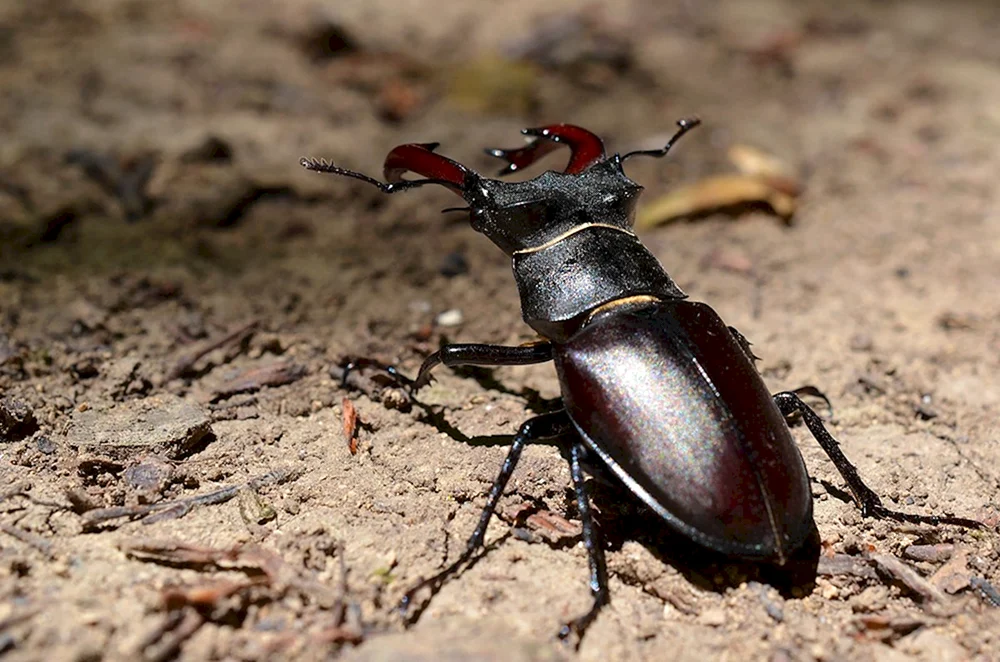 Hirsch Lucanus Cervus