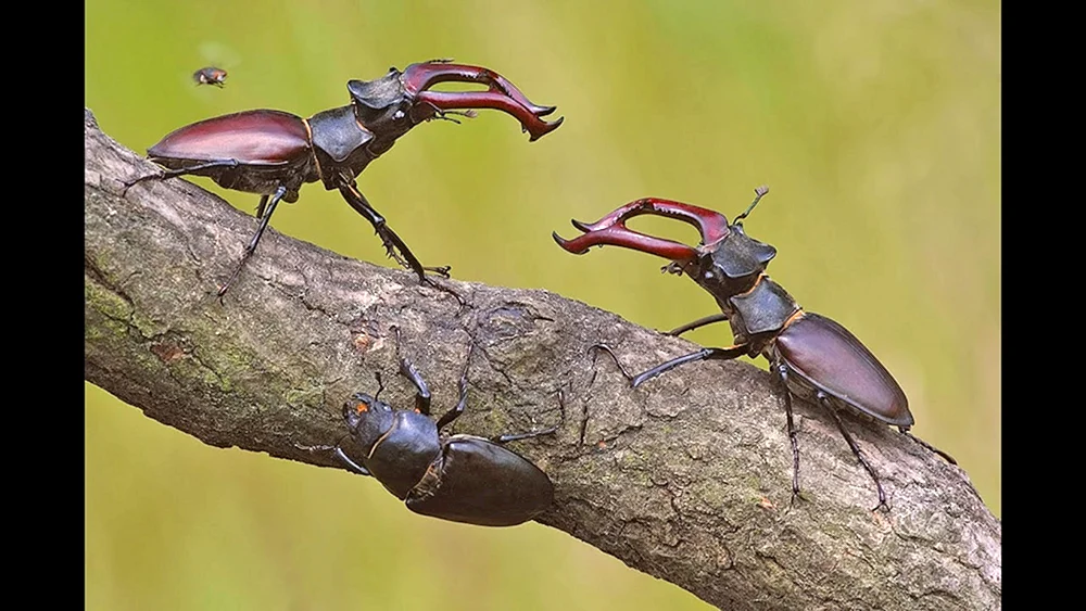 Hirsch Lucanus Cervus