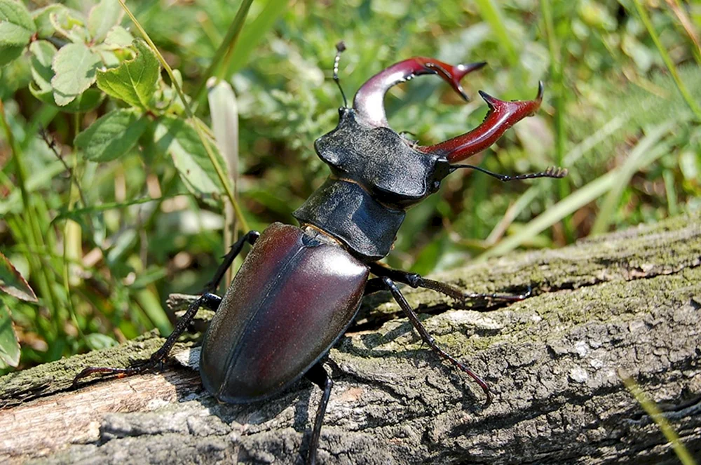 Hirsch Lucanus Cervus