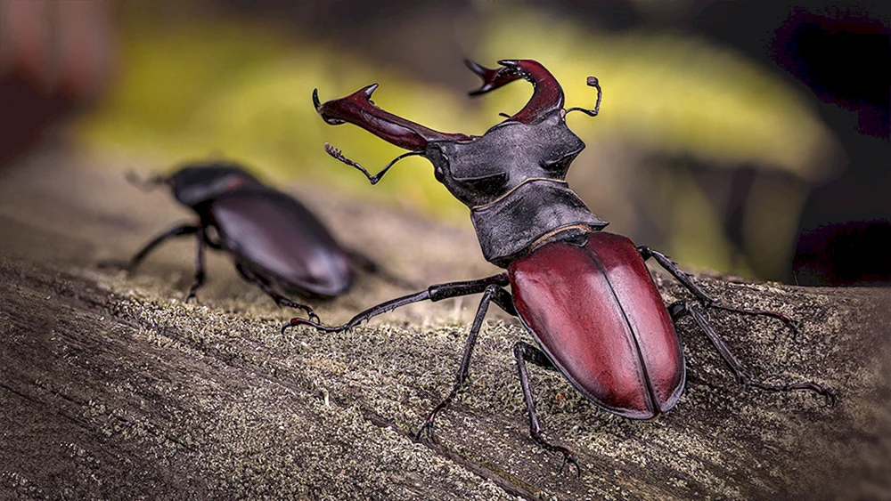 Hirsch Lucanus Cervus
