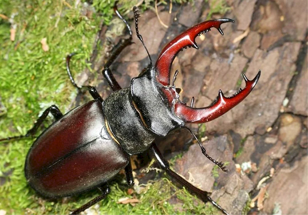 Käferhirsch Lucanus Cervus
