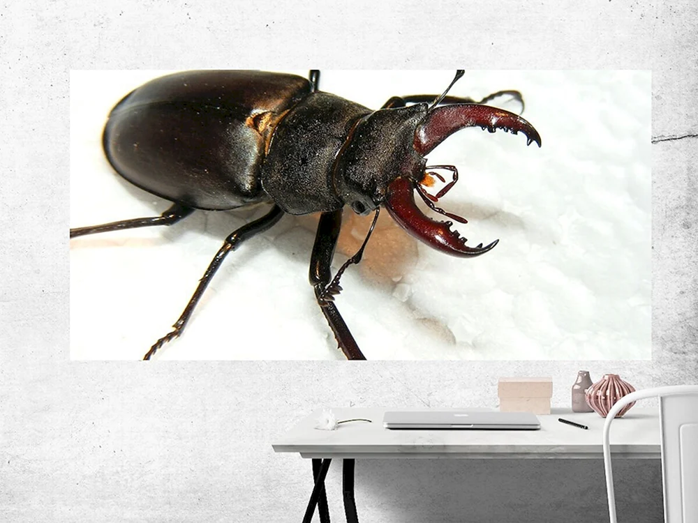 Käferhirsch Lucanus Cervus