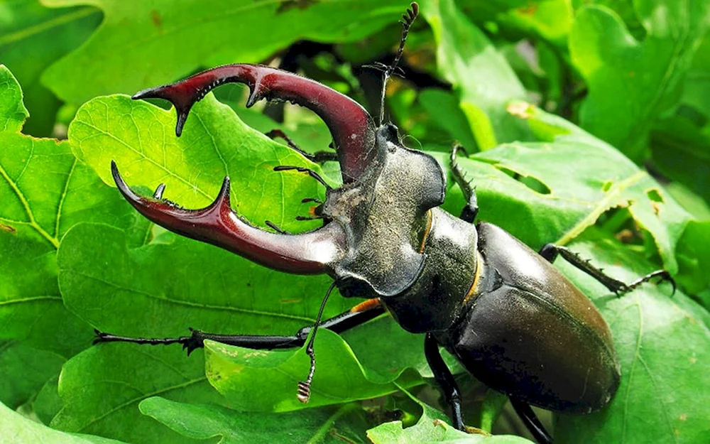 Käferhirsch Lucanus Cervus