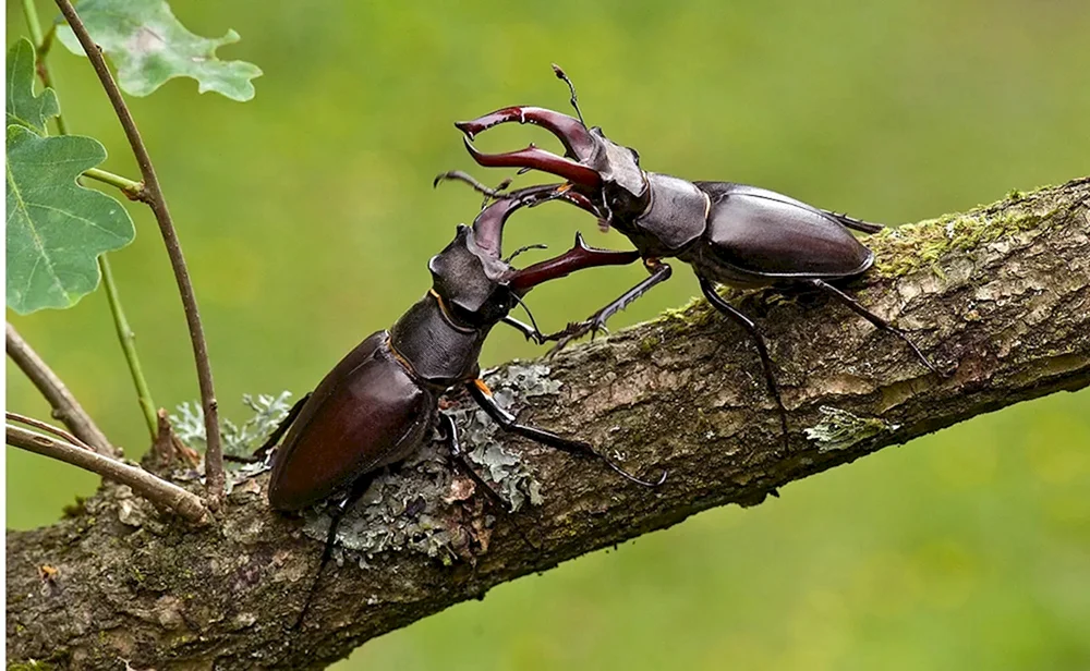 Käferhirsch. Hirsch Lucanus Cervus