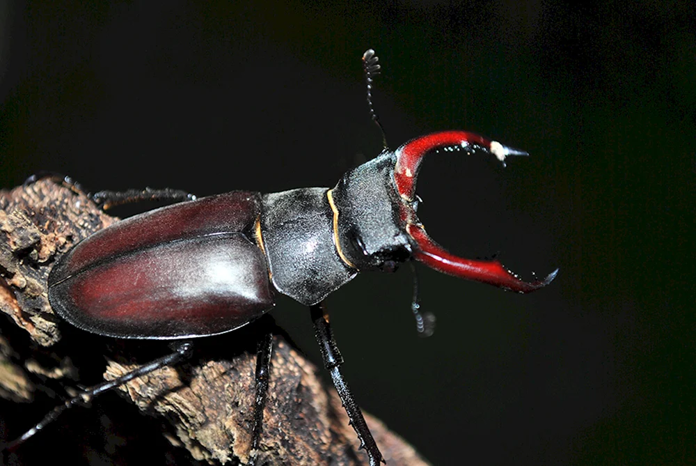 Nashornhirsch Lucanus Cervus