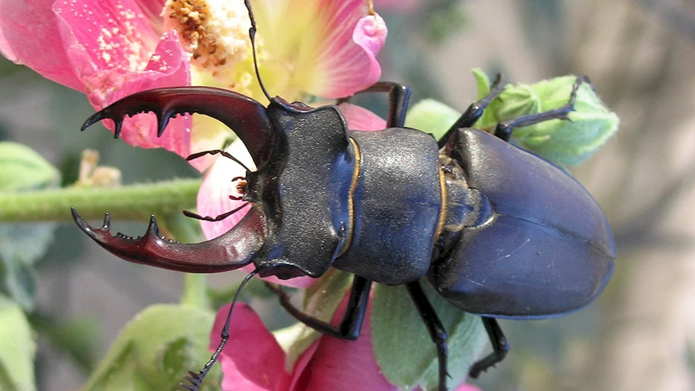 Hirsch Lucanus Cervus